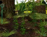Get-High-Indica-and-Sativa-in-Lisa-s-Garden-Image-for-advert.jpg