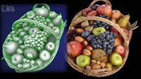 Fruits.jpg