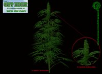 Sativa-Super-Bud.jpg