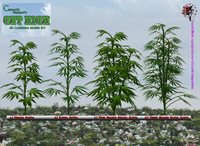 Species-Of-Weed.jpg
