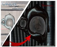 C-Cell-Incubation-module.jpg